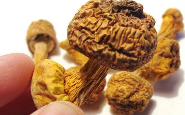 巴西菇、姬松茸烘干機-怎樣烘干色澤好且菇體褶片完整？