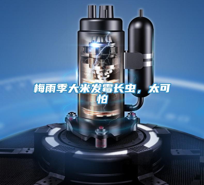 梅雨季大米發霉長蟲,太可怕